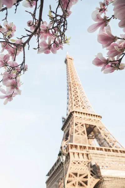 艾菲尔铁塔盛开的木兰花树 — 图库照片#