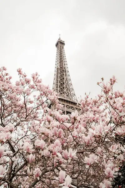 Torre Eiffel Magnolia Árvore Florescente — Fotografia de Stock