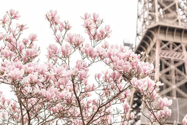 Eiffeltornet Blommande Magnoliaträd — Stockfoto