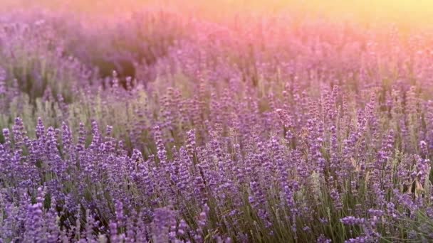Lavendelveld Hoge Kwaliteit Fullhd Beeldmateriaal — Stockvideo