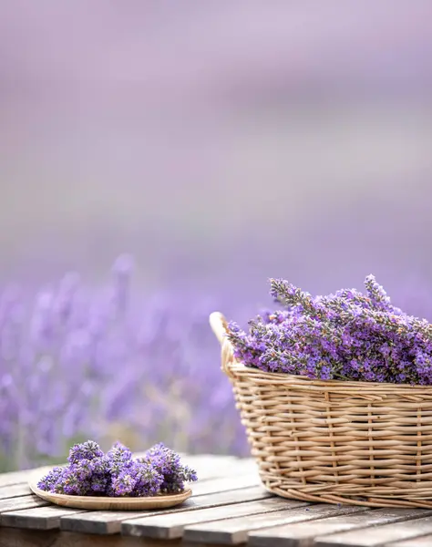 Erntezeit Lavendelsträuße Und Korb — Stockfoto