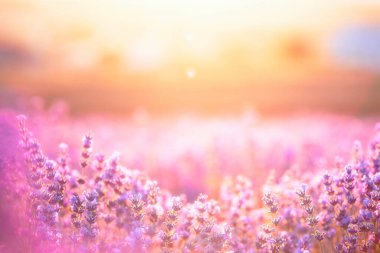 Gün batımında lavanta çalıları kapanır. Mor lavanta çiçeklerinin üzerinde gün batımı ışıldıyor. Fransa 'nın Kaynak Bölgesi