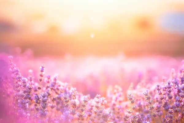 Arbustos Lavanda Primer Plano Atardecer Atardecer Brilla Sobre Flores Púrpuras —  Fotos de Stock