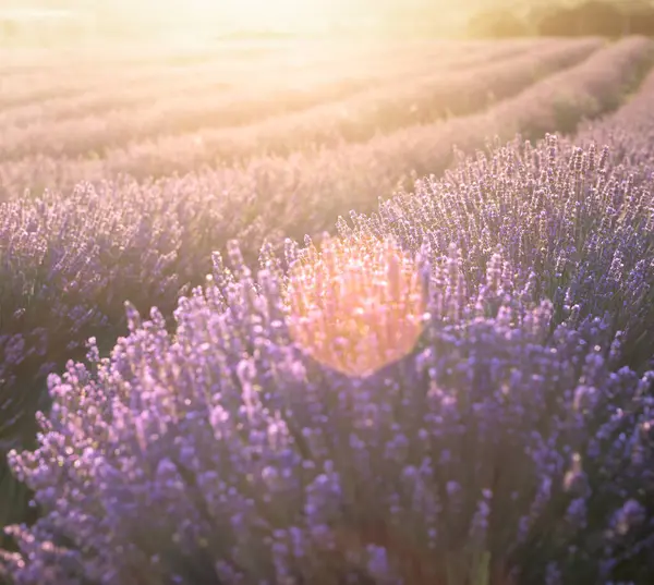 落日时薰衣草丛生 夕阳西下 淡紫色的薰衣草花朵上闪烁着光芒 法国普罗旺斯地区 — 图库照片#