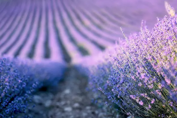 Lavendelfeld Bei Sonnenuntergang Reihen Blühenden Lavendels Bis Zum Horizont Region — Stockfoto