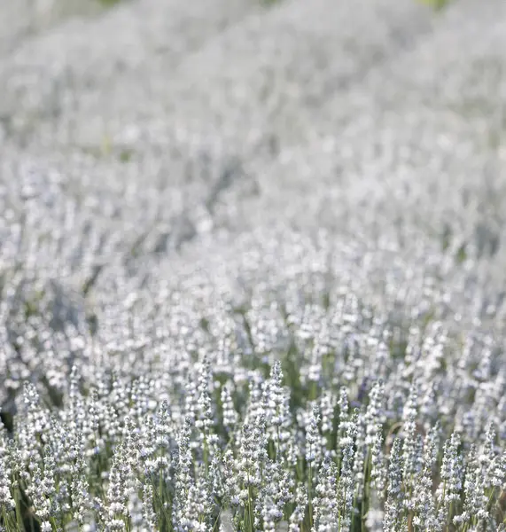 法国普罗旺斯一片白色薰衣草地的落日 — 图库照片#