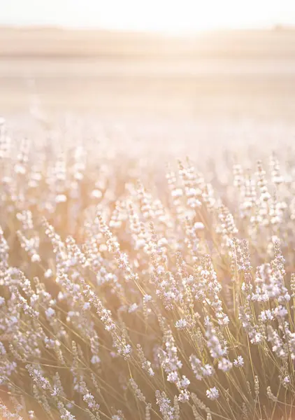 Zonsondergang Boven Een Wit Lavendelveld Provence Frankrijk — Stockfoto