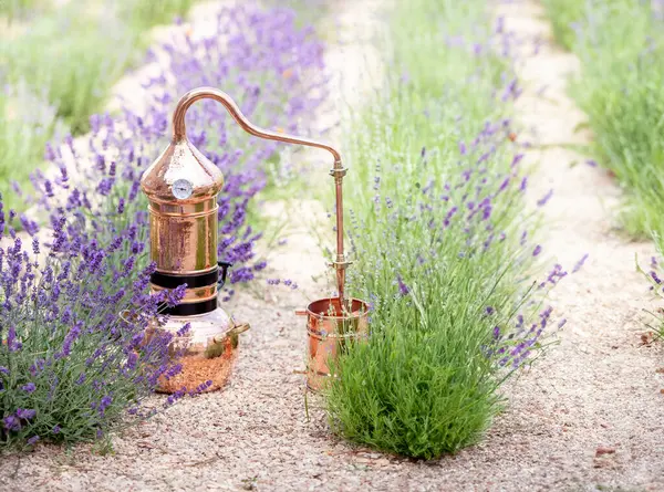 ラベンダー精油と水和物の蒸留 開花フィールド用銅アラミック — ストック写真