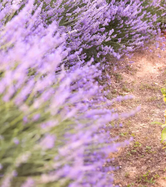 落日时薰衣草丛生 夕阳西下 淡紫色的薰衣草花朵上闪烁着光芒 法国普罗旺斯地区 — 图库照片#