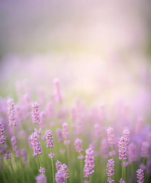 Lavendel Struiken Close Bij Zonsondergang Zonsondergang Glans Paarse Bloemen Van — Stockfoto
