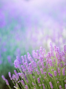 Gün batımında lavanta çalıları kapanır. Mor lavanta çiçeklerinin üzerinde gün batımı ışıldıyor. Fransa 'nın Kaynak Bölgesi