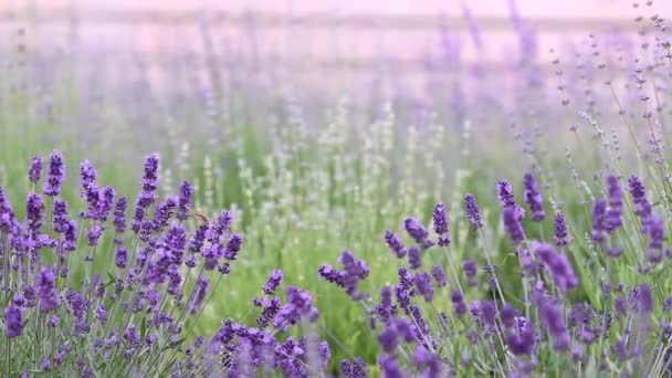 Lavender Field High Quality Fullhd Footage Stock Footage