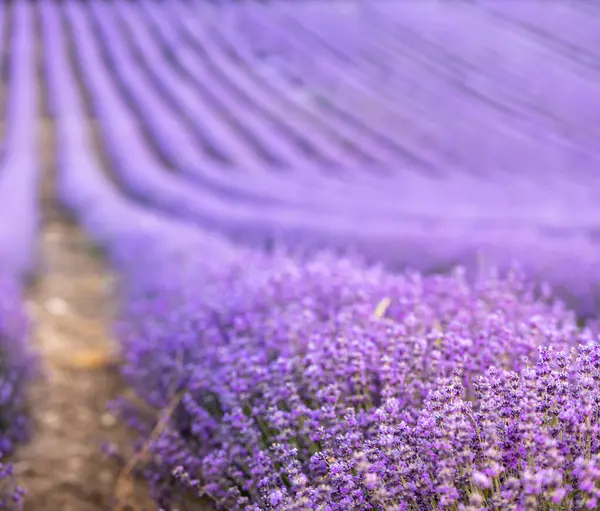 Campo Lavanda Pôr Sol Linhas Lavende Florescente Para Horizonte Provença — Fotografia de Stock