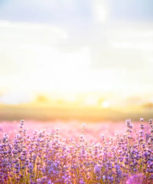 Кущі Лаванди Закриваються Заході Сонця Над Фіолетовими Квітами Лаванди Мерехтить — стокове фото