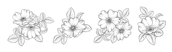 Conjunto Diferentes Flor Tee Rosa Sobre Fondo Blanco — Archivo Imágenes Vectoriales