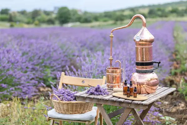 Destillation Von Ätherischem Lavendelöl Und Hydrolate Kupfer Alambik Für Das — Stockfoto