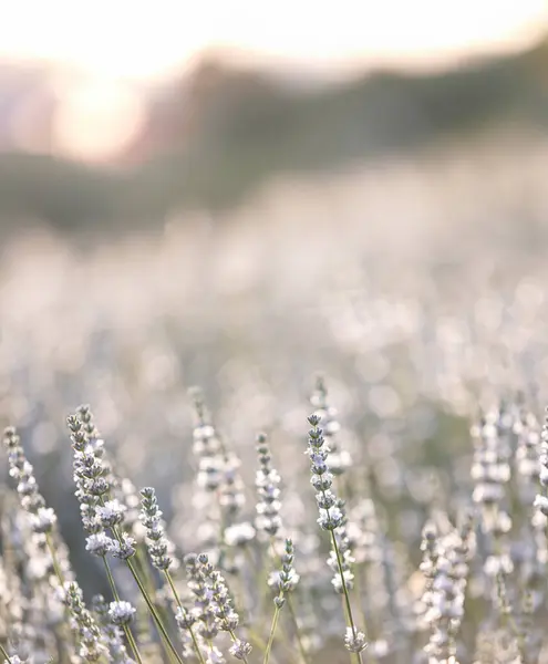 Solnedgång Över Ett Vitt Lavendelfält Provence Frankrike — Stockfoto