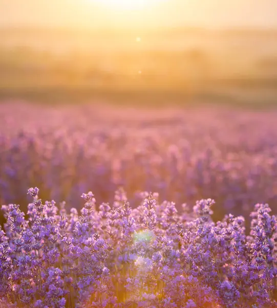 Θάμνοι Λεβάντας Κλείνουν Ηλιοβασίλεμα Ηλιοβασίλεμα Λάμπει Πάνω Από Μωβ Λουλούδια — Φωτογραφία Αρχείου