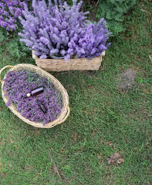 Янтарная Эфирная Лавандовая Бутылка Фиолетовое Поле Провансе — стоковое фото