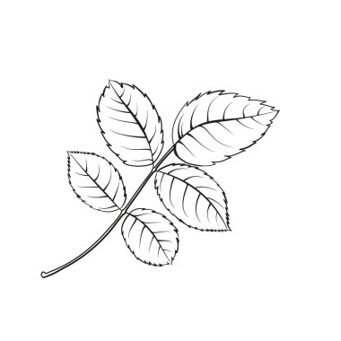 Farklı çiçek tişörtleri beyaz arkaplanda yükseldi