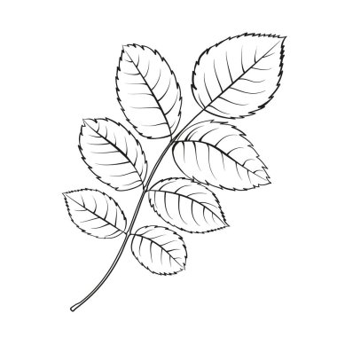 Farklı çiçek tişörtleri beyaz arkaplanda yükseldi