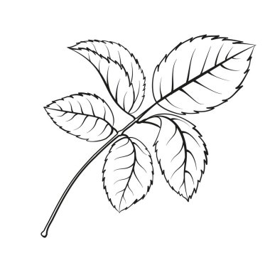 Farklı çiçek tişörtleri beyaz arkaplanda yükseldi