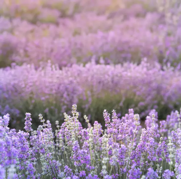 Lavendel Buskar Närbild Vid Solnedgången Solnedgången Glimmar Över Lila Blommor — Stockfoto