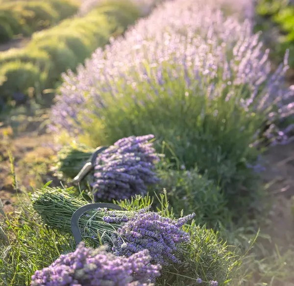 Skördeperioden För Lavendel Klipp Buketter Fältet — Stockfoto