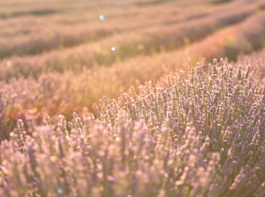 Gün batımında lavanta çalıları kapanır. Mor lavanta çiçeklerinin üzerinde gün batımı ışıldıyor. Fransa 'nın Kaynak Bölgesi