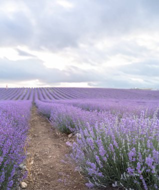Gün batımında lavanta tarlası. Ufukta açan lavanta çiçekleri var. Fransa 'nın Kaynak Bölgesi