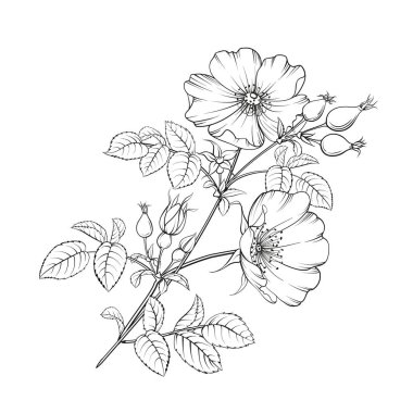 Beyaz arkaplanda siyah özet.