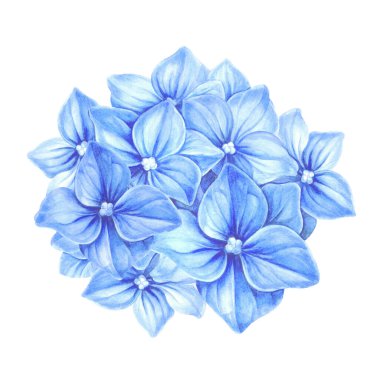 Beyaz arkaplanda farklı çiçek ortancaları var. Suluboya çiçek çizimi.