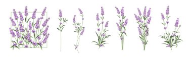 Lavanta çiçek öğeleri kümesi. Lavanta çiçekleri beyaz bir arka plan üzerinde topluluğu.
