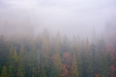 coniferous forest on a foggy autumn day. gloomy nature background with overcast sky