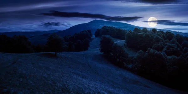 夏は夜の高山草原 満月の光で丘の上のブナの森 青い空の下の山の尾根に — ストック写真
