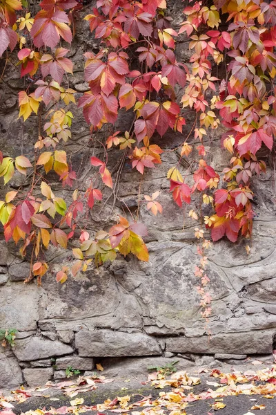Urban Autumnal Background Stone Wall Covered Ivy Creeper Plant Red — Photo