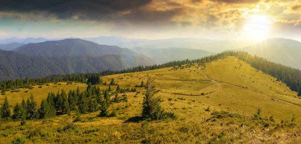 green nature environment of trascarpathia at sunset. beautiful scenery in mountains of chornohora ridge in summer. landscape with spruce forest on the hill in evening light