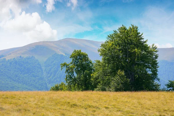 Beech Trees Grassy Hill Mountain Landscape Late Summer Carpathian Countryside — Fotografia de Stock