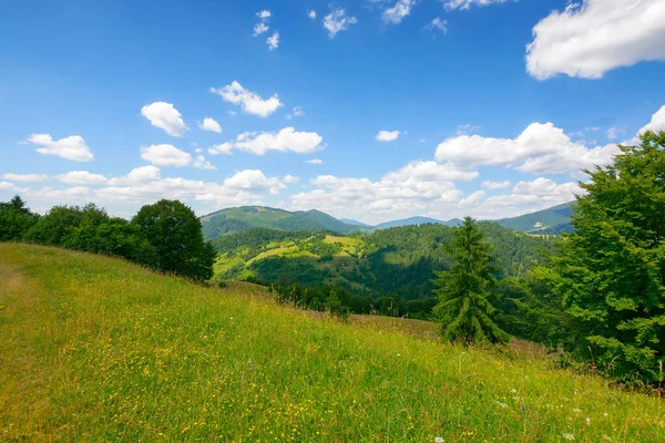 Trawiaste Łąki Karpatach Wspaniałe Krajobrazy Wiejskie Lecie Puszyste Chmury Niebie — Zdjęcie stockowe