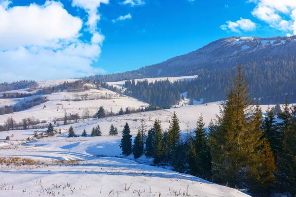 Venkovská Krajina Zimě Jehličnatý Les Zasněženém Kopci Nádherné Horské Scenérie — Stock fotografie