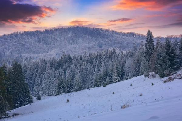 Zasněžená Mýtina Jehličnatém Lese Krásná Přírodní Scenérie Soumraku Horská Krajina — Stock fotografie