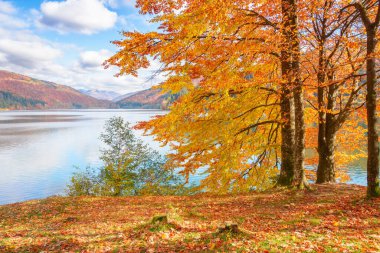 Göl kıyısındaki kayın ormanı. Güneşli bir sonbahar öğleden sonrasında harika bir doğa manzarası. Gökyüzü, uzak dağların tepesinde kabarık bulutlarla. Transcarpathia, Ukrayna