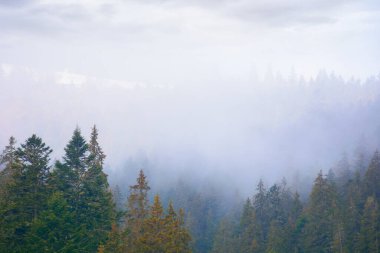 spruce forest on a misty autumn day. moody nature background with overcast sky