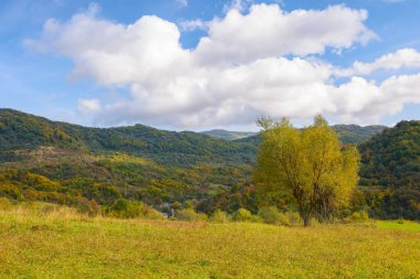 tree in golden foliage on the grassy meadow. mountainous countryside scenery in autumn. village in the distant valley among beneath a blue sky with puffy clouds