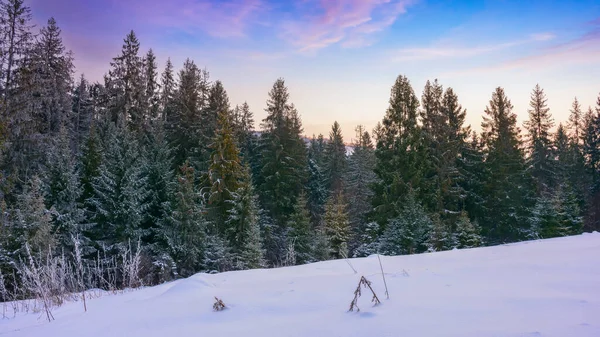 Fir Trees Snow Covered Hill Winter Scenery Mountain Ridge Forest — Stok fotoğraf