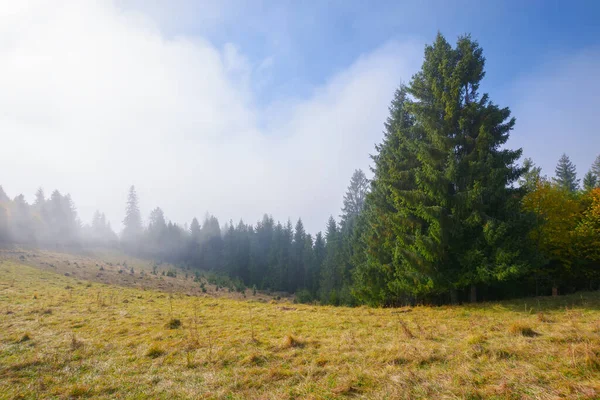 Spruce Trees Grassy Hillside Meadow Mist Rising Bright Blue Sky — Foto de Stock