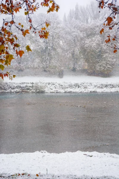 Snowfall Late Autumn River Bank Snow Embankment Linden Alley Uzhgorod — стоковое фото