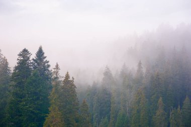 coniferous forest on a foggy autumn day. gloomy nature background with overcast sky