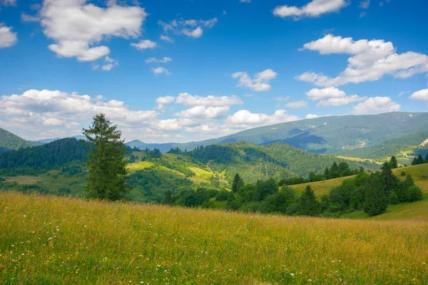 Prairies Herbeuses Dans Les Montagnes Carpates Paysages Magnifiques Campagne Été — Photo
