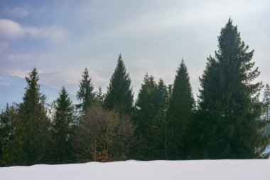 mountain landscape with coniferous forest. beautiful winter landscape with snowy meadows. hazy morning with ridge in the distance